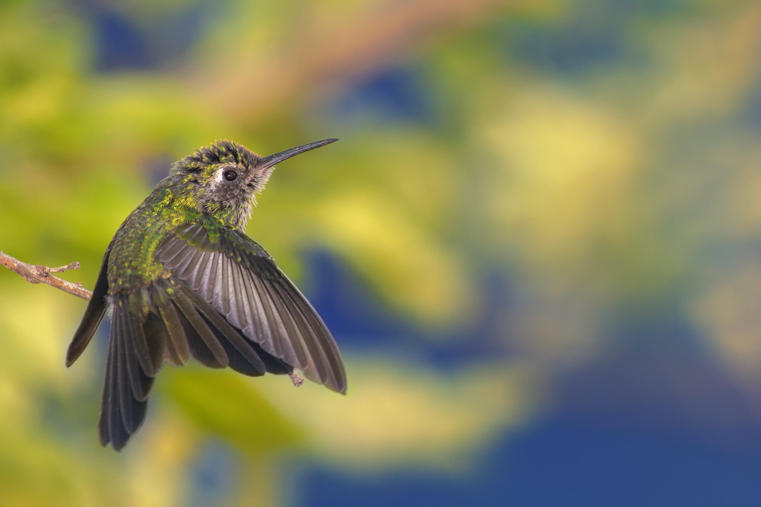 Parque das Aves
